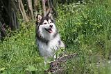CHIEN FINNOIS DE LAPONIE 119